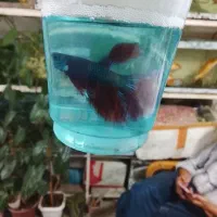 نیازمند پول