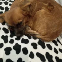 واگذاری توله سگ پامر