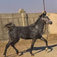 نریان کره سیروان