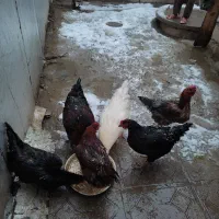 دو عدد خروس و چهار عدد مرغ تخم گذار