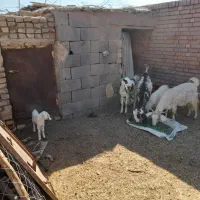 ۵عددگوسفند|حیوانات مزرعه|رفسنجان, |دیوار