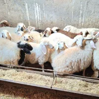 فروش بره شیر رگاه|حیوانات مزرعه|طبس, |دیوار