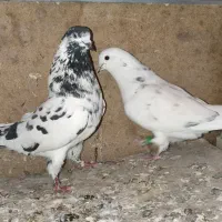 کبوتران پرشی