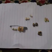 مهره|کلکسیون اشیاء عتیقه|ایلام, |دیوار