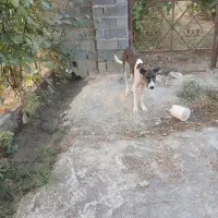 واگذاری سگ