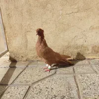 ماده زرد آنتیک|پرنده|بروجرد, |دیوار