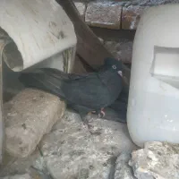 تریاکی دم سفید نر