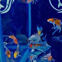 کوی. تترا. پنگوسی|ماهی|شهریار, شهرک وائین|دیوار