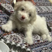 سگ شیتوز عروسکی