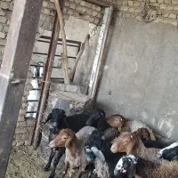 فروش بره نر