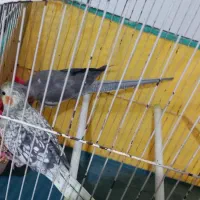 دو تا عروس هلندی دستی نر و ماده|پرنده|رشت, سلیمانداراب|دیوار