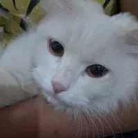 گم شدن گربه