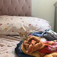 واگذاری گربه نارنجی