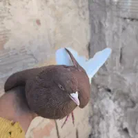 دم‌سفید پرشی