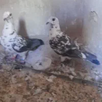 کبوتر گلی سینه سفید نر|پرنده|شیراز, فرگاز|دیوار