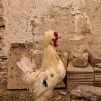 خروس امپراتور