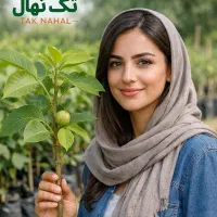 انار دانه سیاه،انجیر آمریکایی،صنوبر