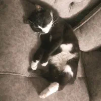 گربه خانگی|گربه|شیروان (خراسان), |دیوار