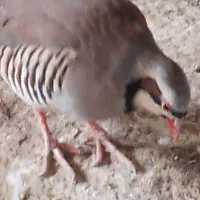 کبوتر|پرنده|دورود, |دیوار