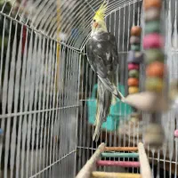 عروس هلندی نر|پرنده|اسلامشهر, شهرک مهدیه|دیوار