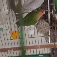 طوطی برزیلی|پرنده|قائم‌شهر, |دیوار