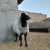 قوچ|حیوانات مزرعه|رامند, |دیوار