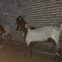 دوتا بز با ی بیگ