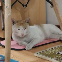 گربه شده محدود سلیمانداراب|گربه|رشت, سلیمانداراب|دیوار