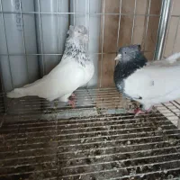 کبوترکله ای سینه سیاه