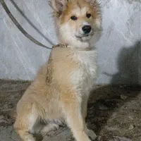 سگ نژاد ژرمن اصیل توله ۴ ماهه|سگ|شهریار, کهنز|دیوار