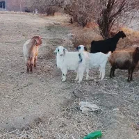 5راس‌ بز محلی