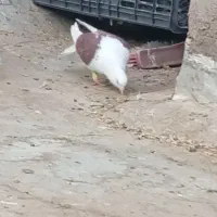 ضربه گرفتنی سلطان آباد