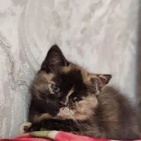 دختر کوچولو بیریتیش