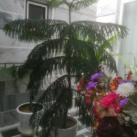 گل های  زیبا