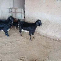 بزداشتی|حیوانات مزرعه|مهران (ایلام), |دیوار