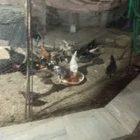تعدادی مرغ و خروس و جوجه