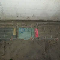 سه عدد قفس پرنده با لوازم سالم نو نو|لوازم جانبی حیوانات|تهران, استخر|دیوار