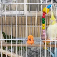 یک جفت عروس هلندی