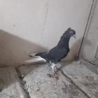 کبوتر دم سفید