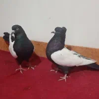 کبوتر های جفتی خوشکل و یک ماده رسمی ونر دمسیاه و..