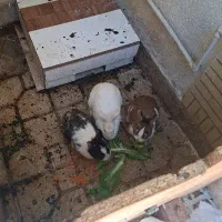 خرگوش|موش و خرگوش|شیراز, انجیر|دیوار