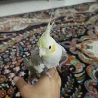 به خاطر جانداشتن در منزل|پرنده|نسیمشهر, |دیوار