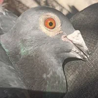 مسافتی|پرنده|زهک, |دیوار