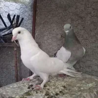 کفتر پر