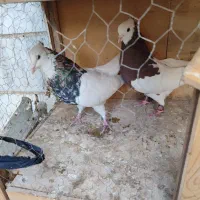 کبوتر نر|پرنده|تهران, مسعودیه|دیوار