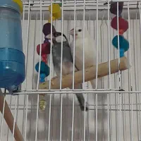 ق.ن.اری|پرنده|محمدیه-قزوین, |دیوار