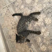 واگذاری گربه ۹ماهه|گربه|بجنورد, |دیوار