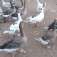 غاز و مرغ محلی