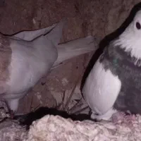 کبوتر طوقی و یال سیاه|پرنده|کازرون, |دیوار