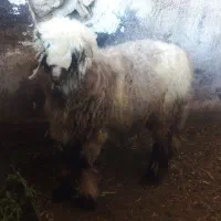 بره نر|حیوانات مزرعه|شیراز, شریف‌آباد|دیوار